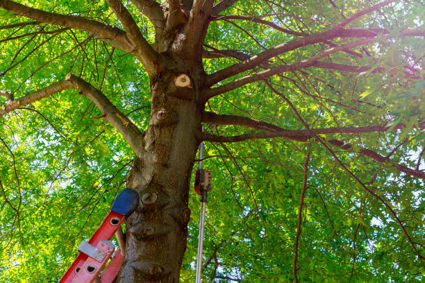 Emergency Storm Tree Removal in Brandywine, MD